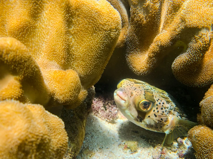 a fish hiding in the coral of an aquarium