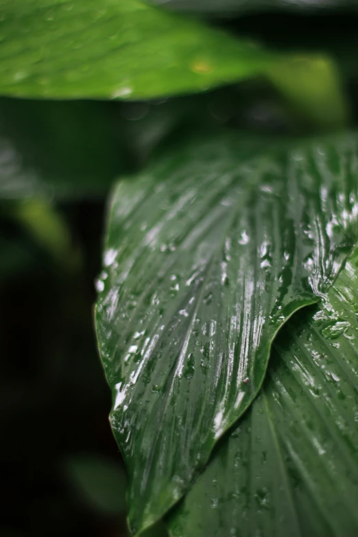 a leaf with some water drops on it