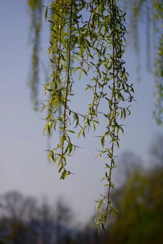 green plants hang from the nches of trees