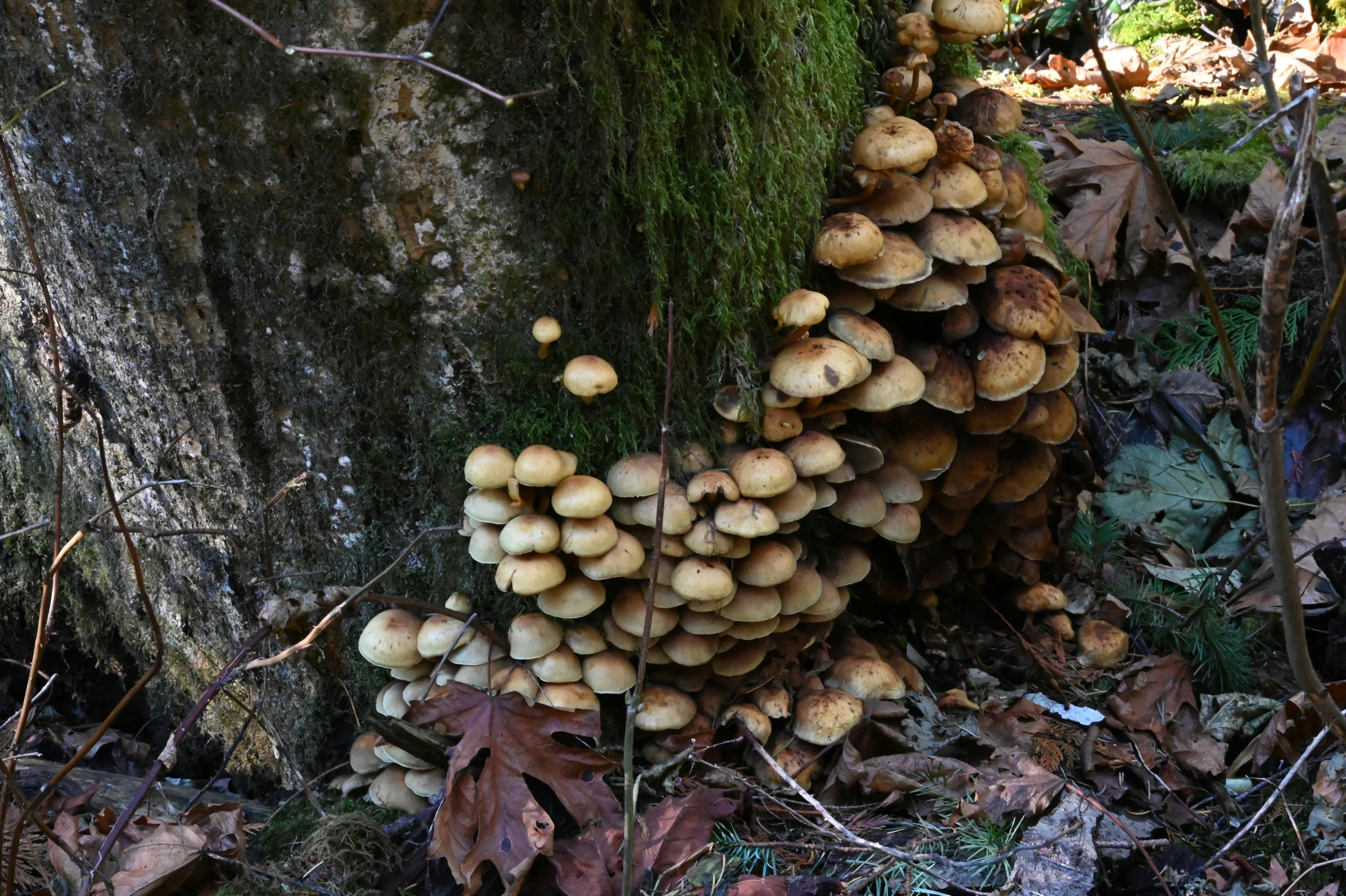 mushrooms are growing on the trunk of a tree in the forest