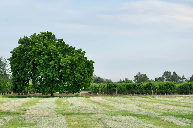 large green tree in front of a fence