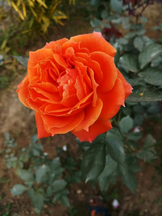 the orange rose is blooming in the garden