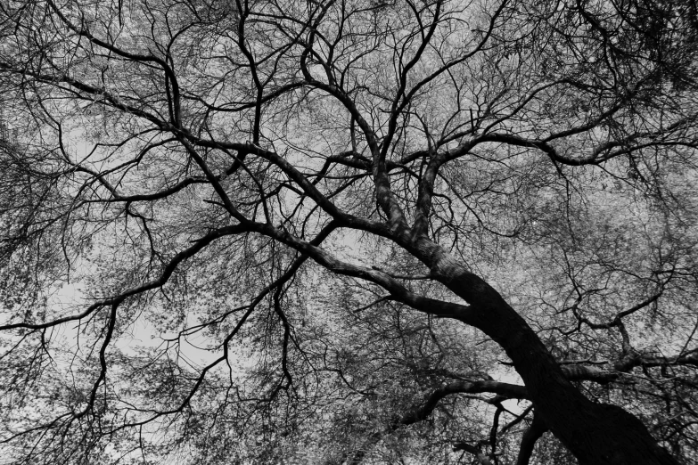 looking up at tall, leafless trees in the dark