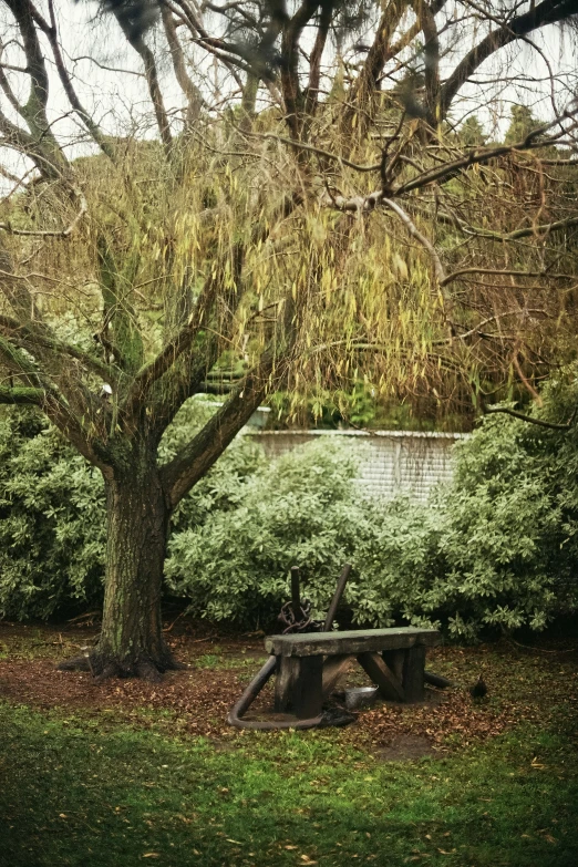 a park bench next to a large leaf filled tree