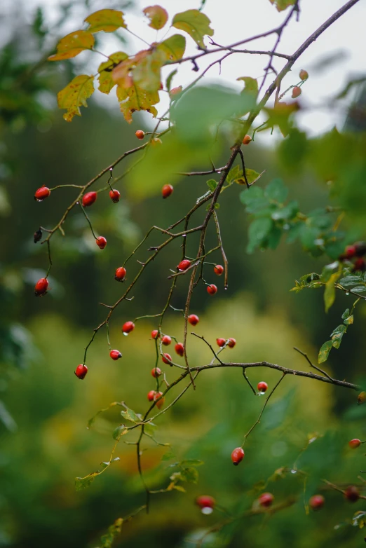 the berries are hanging on the tree