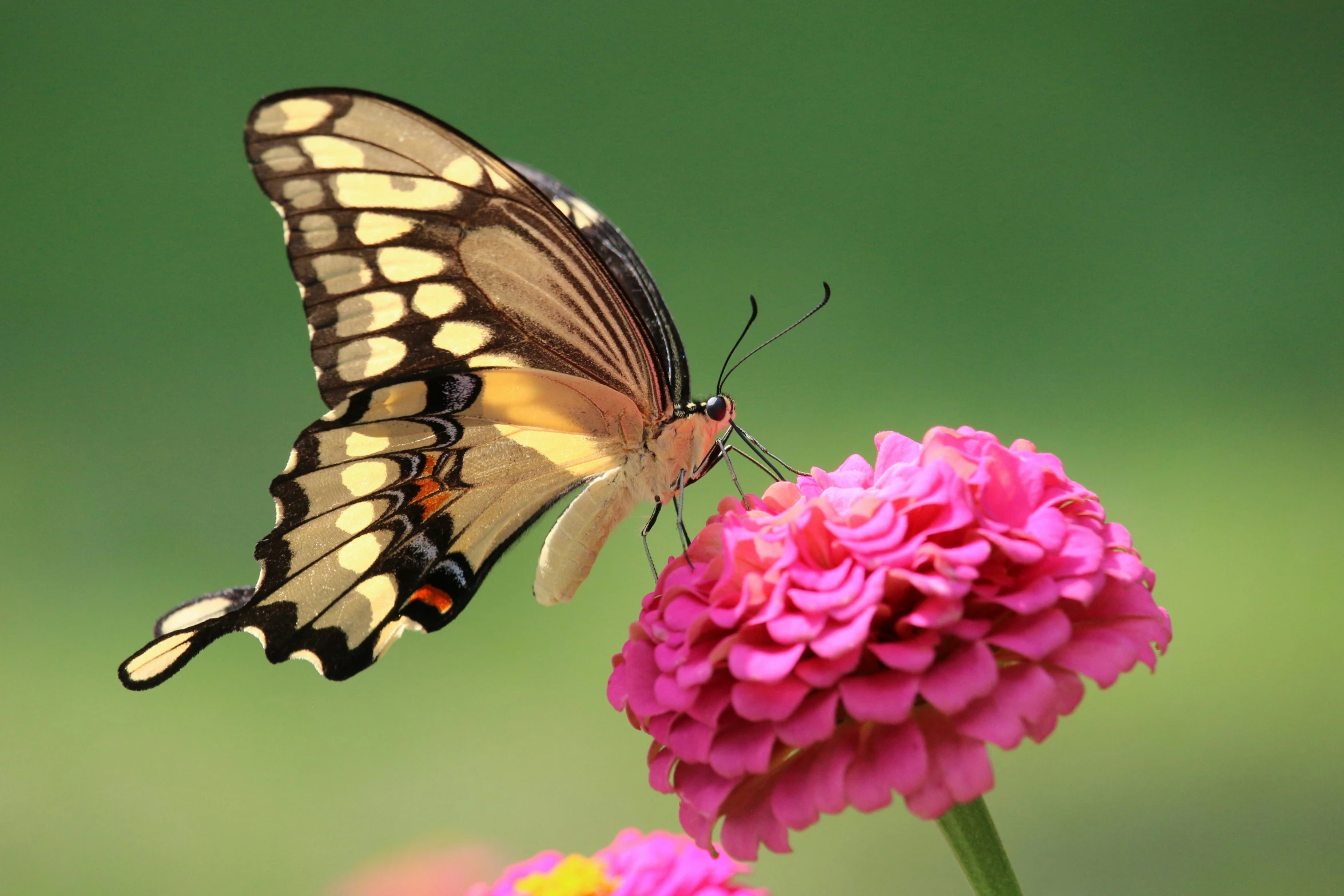 the erfly is perched on the flower and ready to collect its nectars