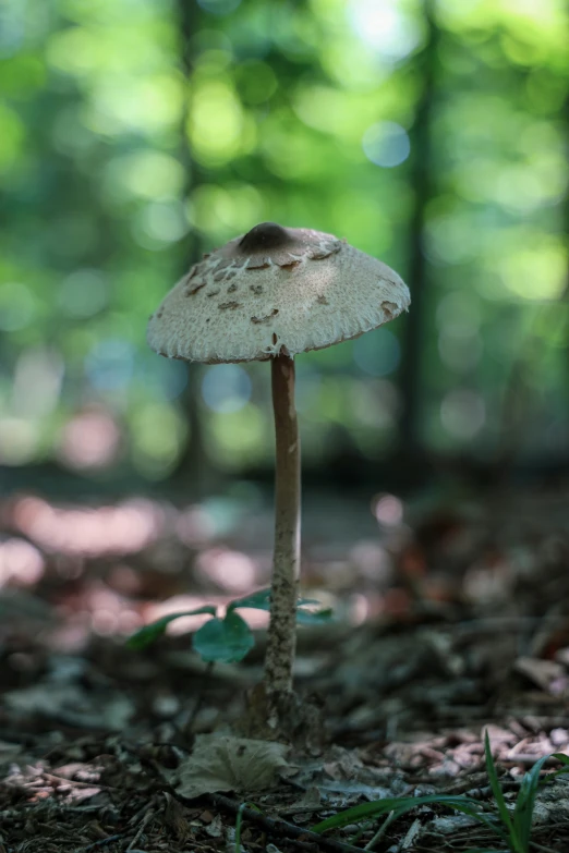 the mushroom looks like it is falling off of the ground