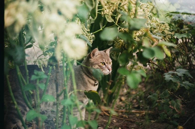 cat peaking through the thick foliage while staring