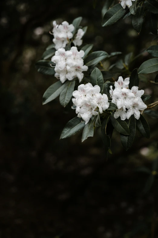 some white flowers are growing on the plant