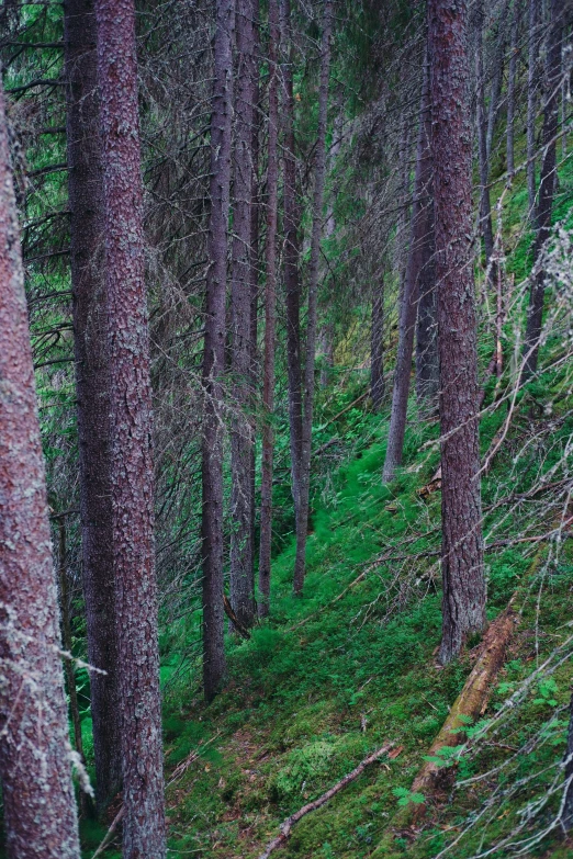 trees that are in the dirt near a forest