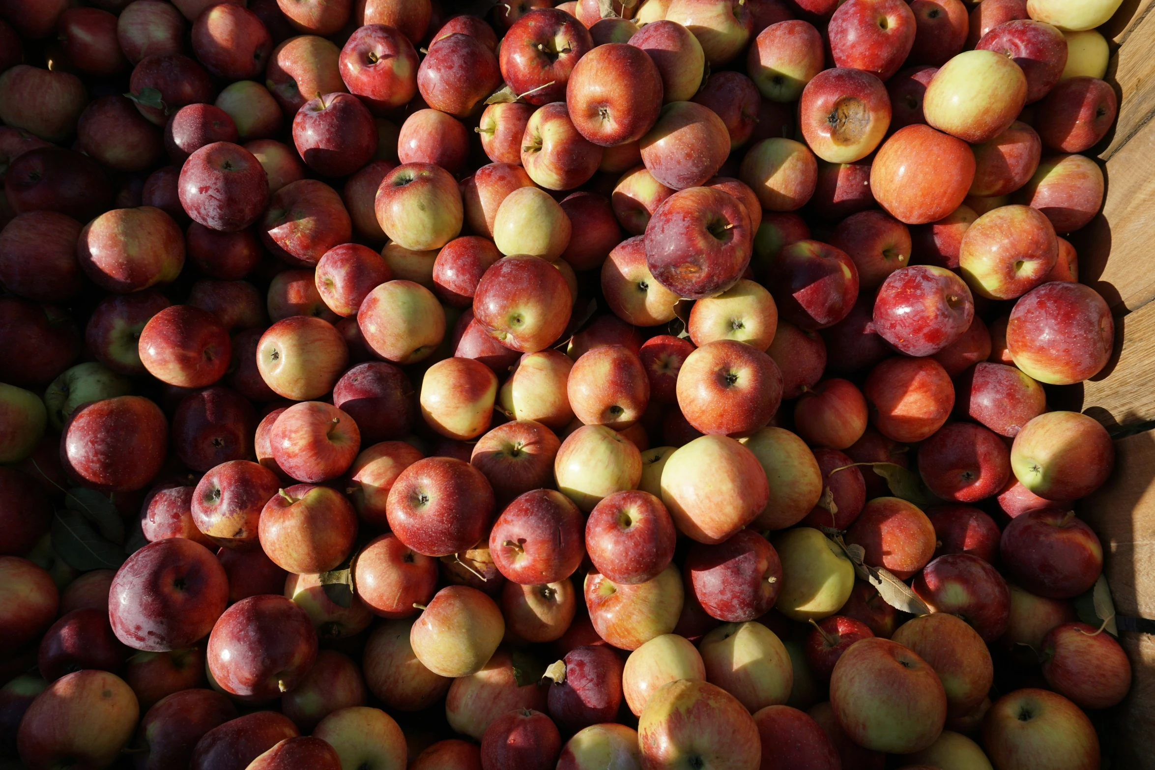 a lot of red apples in a pile