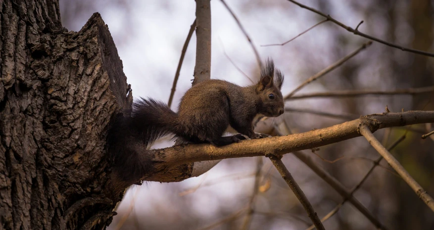 a squirrel is sitting on top of a tree nch