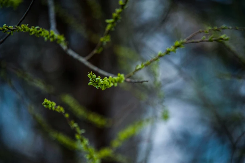 the budding leaves of a small tree are green