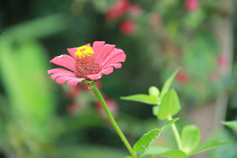 the flower is blooming near green leaves