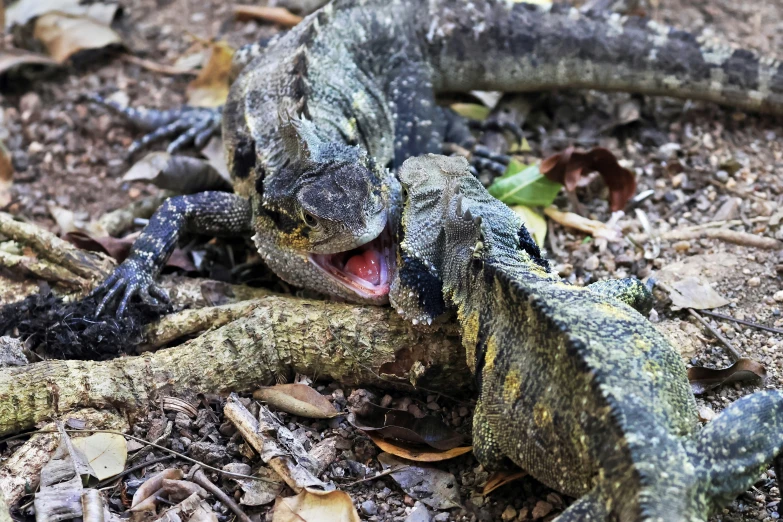 an iguana is standing on the ground and yawning