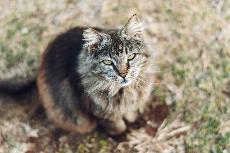 a close up of a cat on the ground