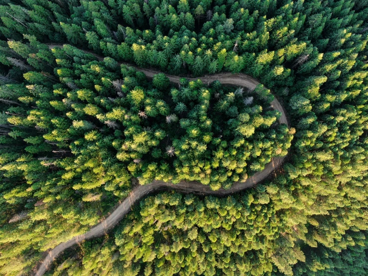 a circle made of two trees and some people walking in it