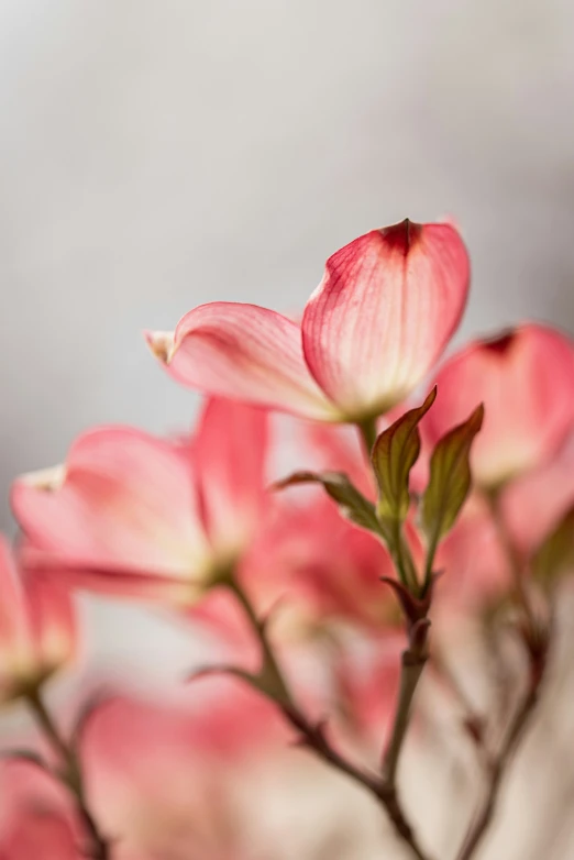 pink flowers, the leaves are open and close to white