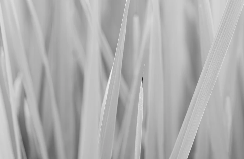 a closeup view of the stems of a grass