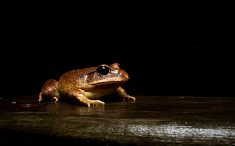 a close up of a small frog on a wood floor