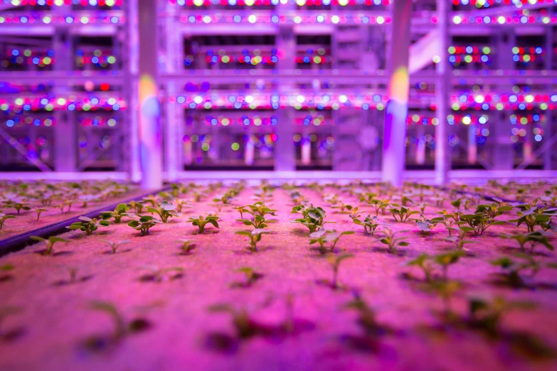 sprouts growing inside a building with several lights