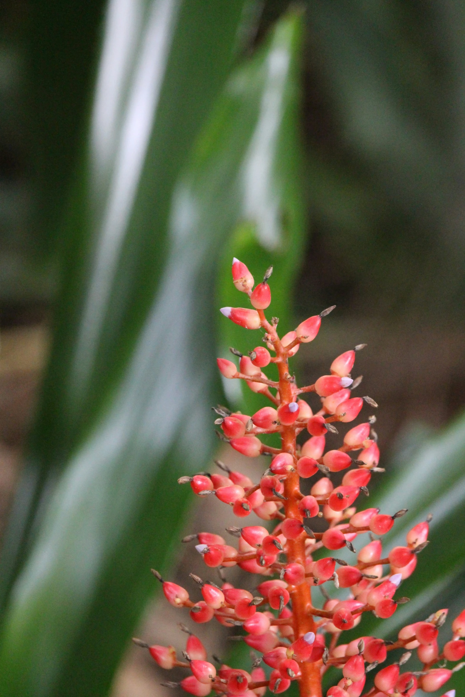 a bright red flower with lots of small leaves