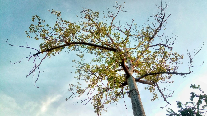 this is an image of the top of a tree