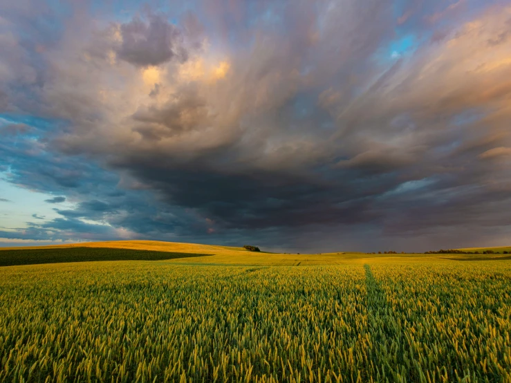 green field with clouds and grass in the foreground