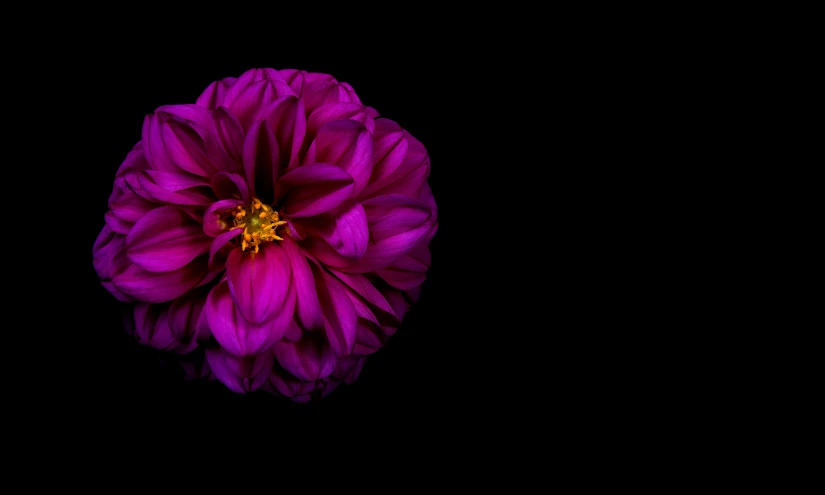 the image of a large purple flower with black background