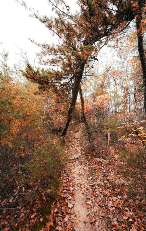 the path is full of leaves and brown trees
