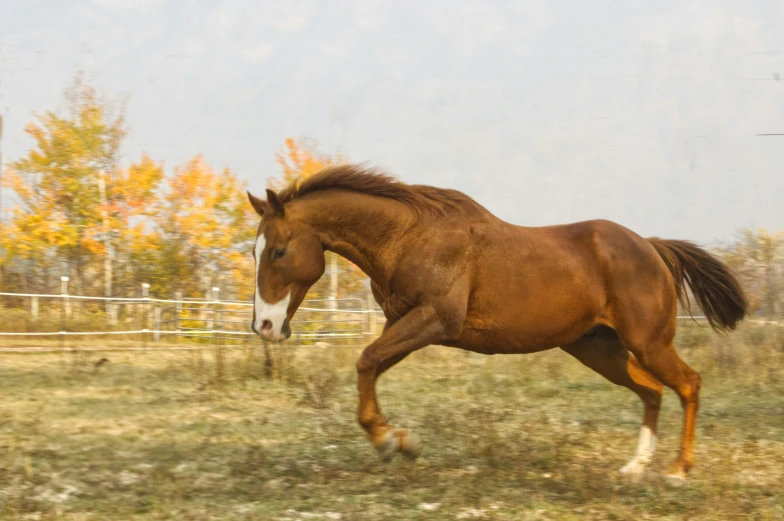 a brown horse is running in a pasture