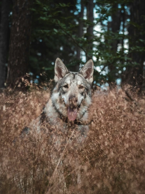 a dog in the grass with his mouth open