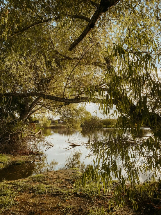 a pond with grass and trees with water in the middle