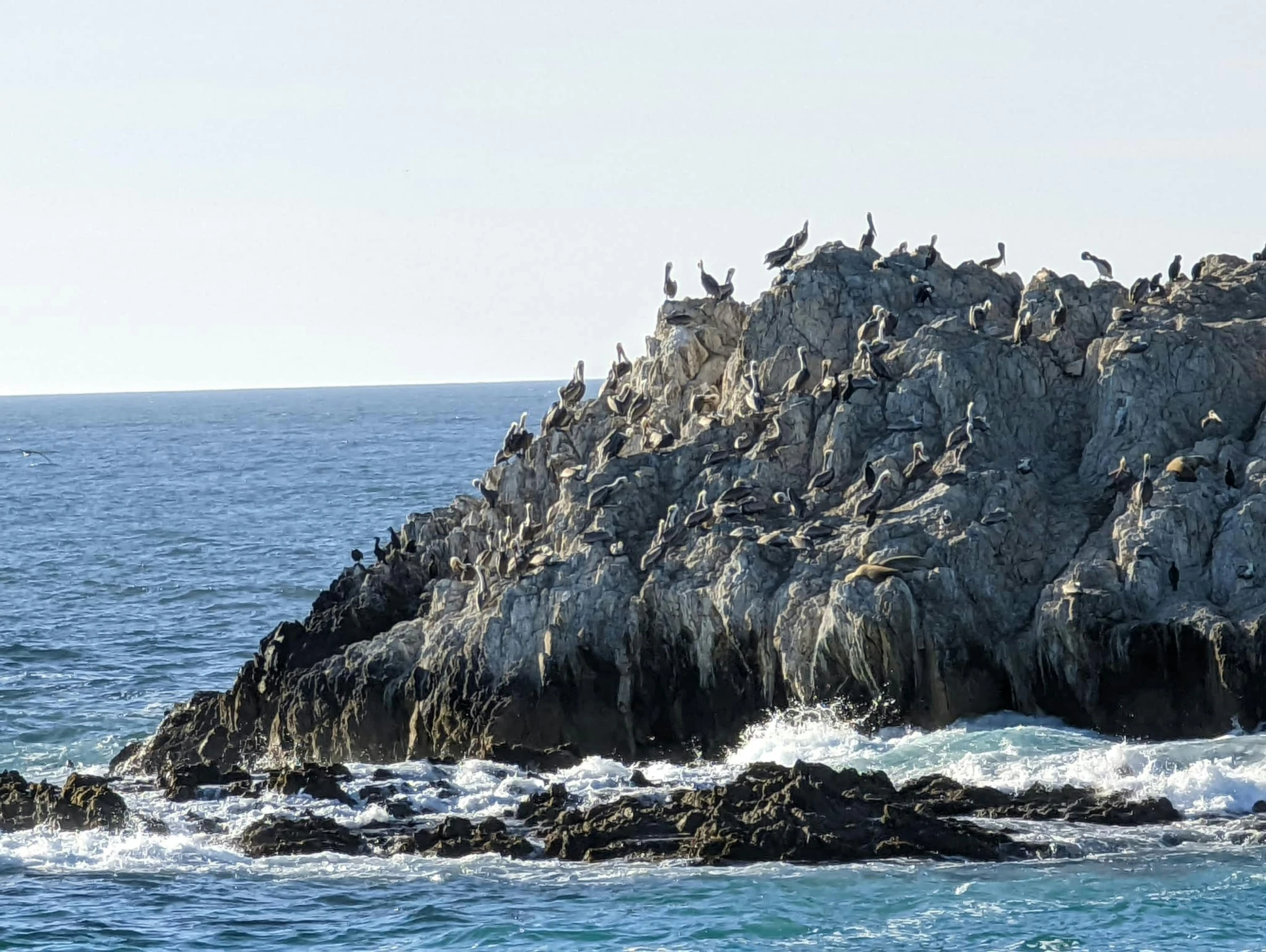 sea gulls and seagulls sit on an rock on the ocean