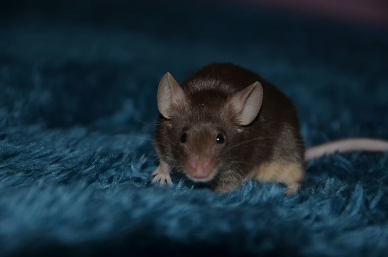 a rat is sitting on top of a blue carpet