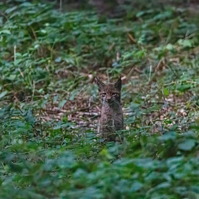 a young animal sitting in the grass near some weeds