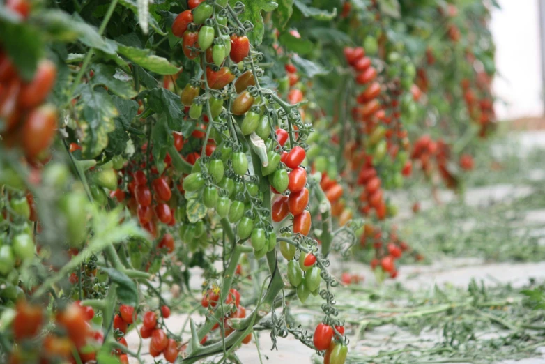 green and red tomatoes on vines with water droplets