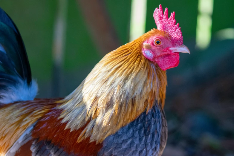 a red and black rooster in front of some other chickens