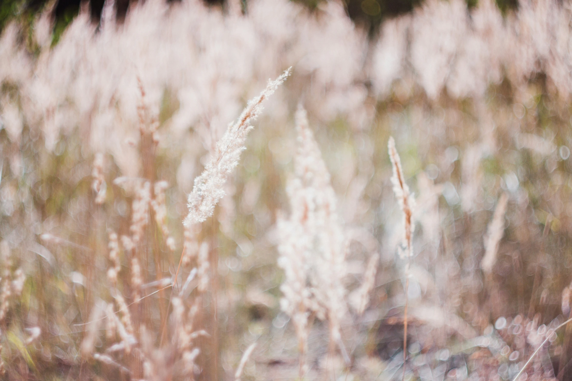 some flowers in the grass and one is blowing in the wind