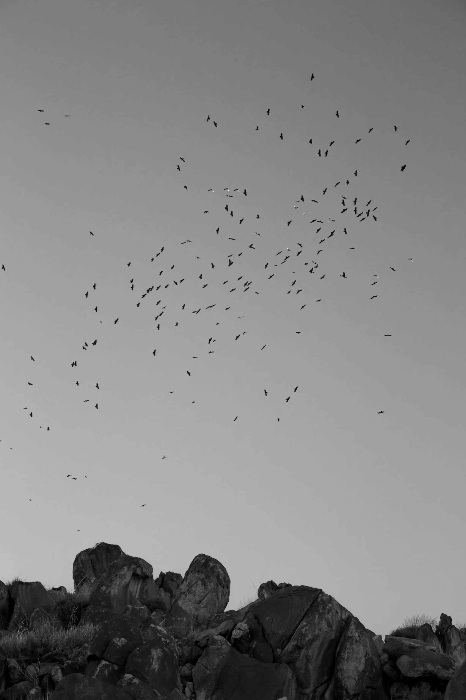 a large flock of birds flying in the sky