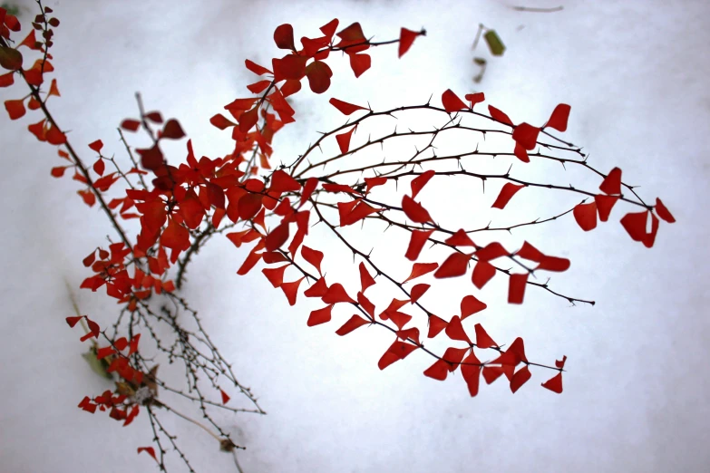 nches with little red leaves in the snow