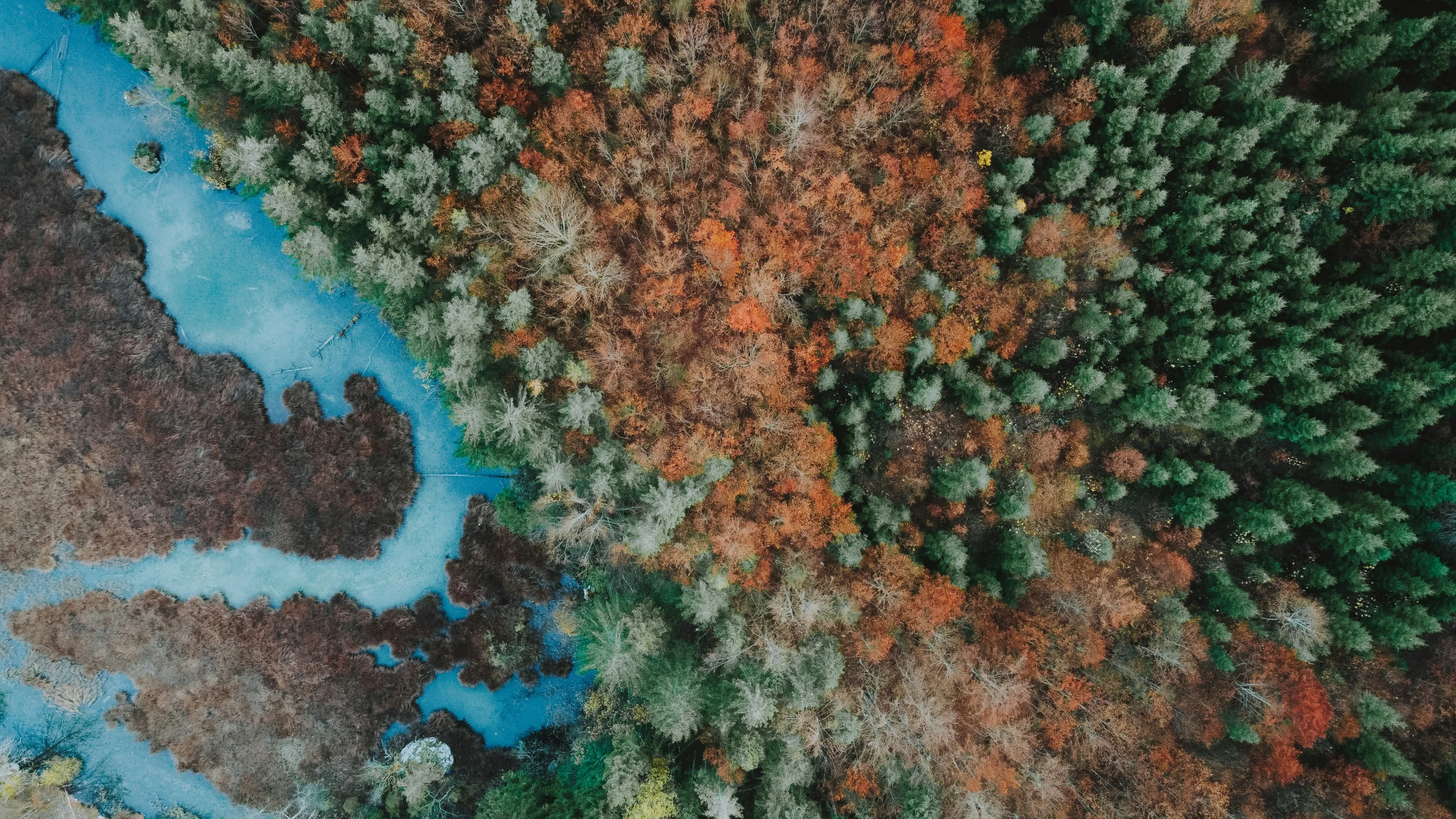 overhead view of trees with blue water and land