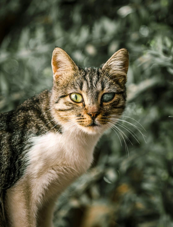 a small cat standing on top of a dirt ground