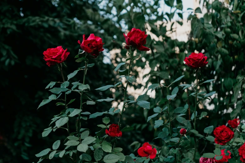 a bunch of red roses growing on a vine