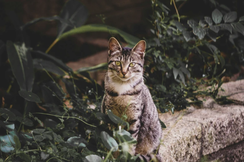 there is a cat standing in the middle of foliage