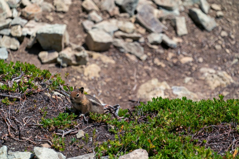 a chipper on the ground surrounded by small rocks