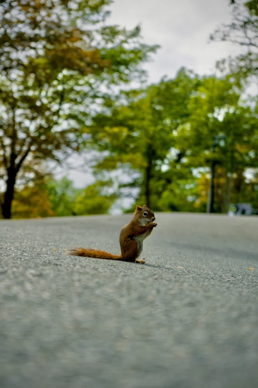 a squirrel is looking up while sitting on the street