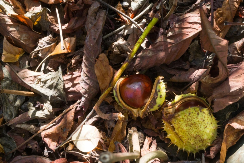 a nuthell on the ground surrounded by brown, brown and green leaves