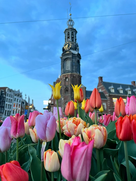 lots of colorful flowers on the ground with buildings in the background