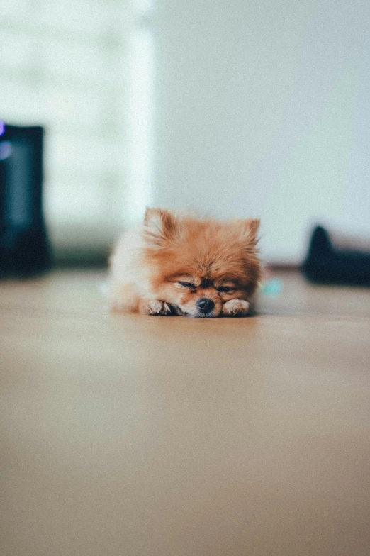an adorable small dog is laying on the floor